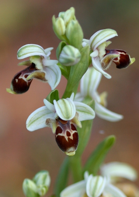 Le orchidee degli Dei: 8 giorni nel Peloponneso, marzo 2014.